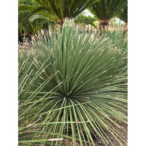 Dasylerion serratifolium 35 lt 